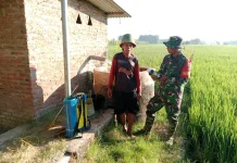 Antisipasi Serangan Wereng Meluas, Petani di Bendo Magetan Lakukan Penyemprotan