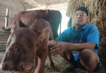 Hebohkan Warga, Anak Sapi Bermata Tiga Lahir di Magetan