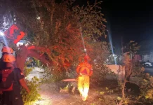 Pohon Tumbang Sempat Tutup Separuh Jalan Raya Kawedanan-Magetan