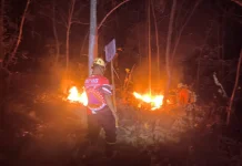 Hutan Rakyat di Mategal Magetan Terbakar, Luas Capai 3 Hektare