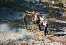 Respons Cepat Petugas Cegah Api Meluas di Lereng Gunung Lawu