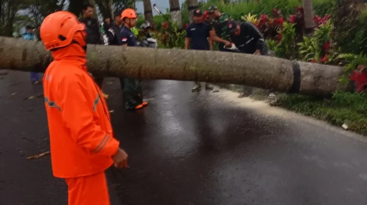 Hujan Deras Disertai Angin, Banyak Pohon Tumbang di Poncokusumo