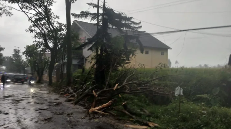 Hujan Deras Disertai Angin, Banyak Pohon Tumbang di Poncokusumo