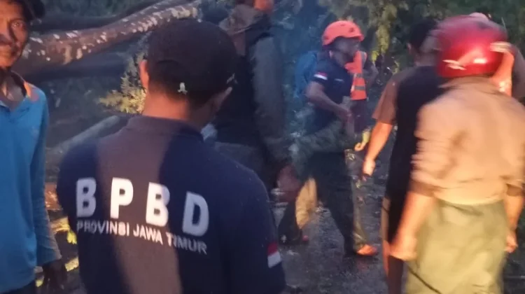 Hujan Deras Disertai Angin, Banyak Pohon Tumbang di Poncokusumo