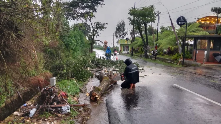 Hujan Deras Disertai Angin, Banyak Pohon Tumbang di Poncokusumo