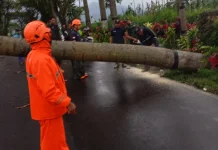 Hujan Deras Disertai Angin, Banyak Pohon Tumbang di Poncokusumo