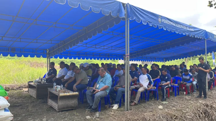 Pemkab Malinau Serahkan Bantuan Benih dan Gelar Panen Perdana Musim Tebar III