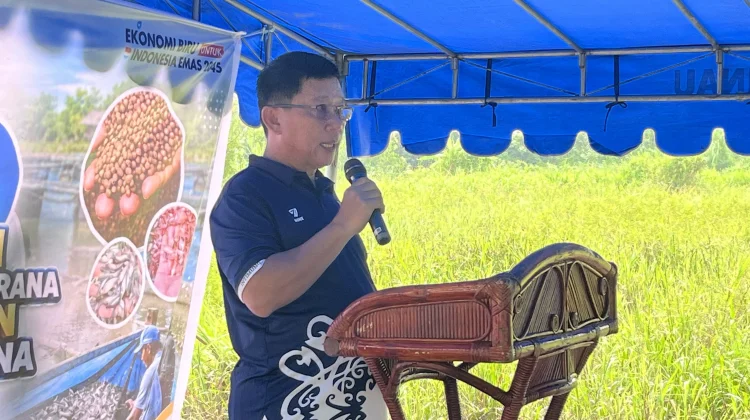 Pemkab Malinau Serahkan Bantuan Benih dan Gelar Panen Perdana Musim Tebar III