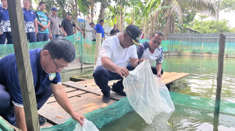 Pemkab Malinau Serahkan Bantuan Benih dan Gelar Panen Perdana Musim Tebar III