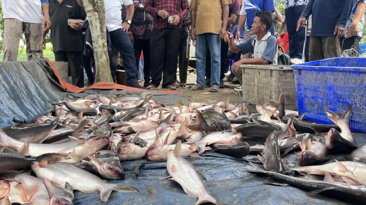 Pemkab Malinau Serahkan Bantuan Benih dan Gelar Panen Perdana Musim Tebar III