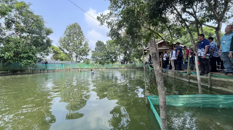 Pemkab Malinau Serahkan Bantuan Benih dan Gelar Panen Perdana Musim Tebar III