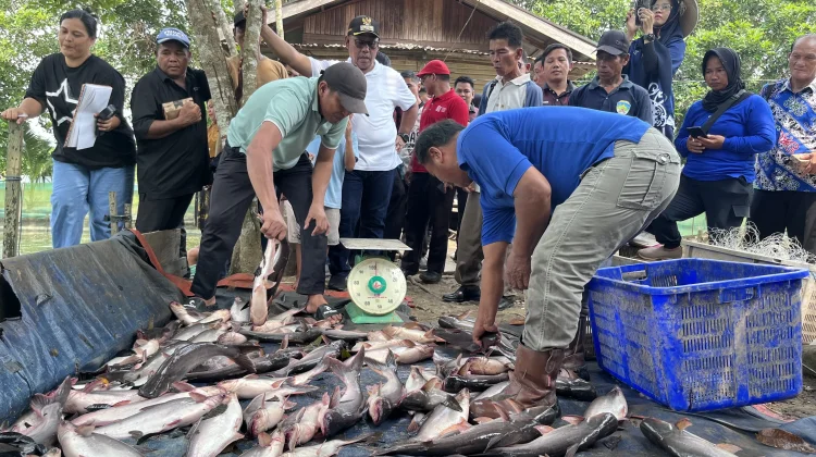 Pemkab Malinau Serahkan Bantuan Benih dan Gelar Panen Perdana Musim Tebar III