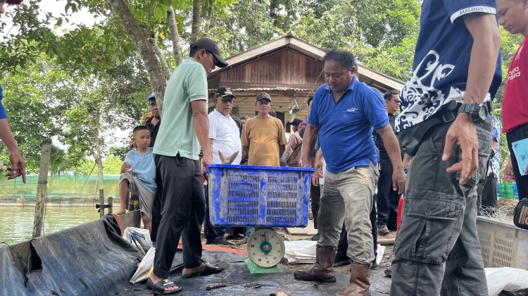 Pemkab Malinau Serahkan Bantuan Benih dan Gelar Panen Perdana Musim Tebar III