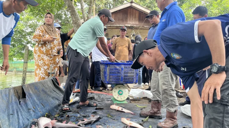 Pemkab Malinau Serahkan Bantuan Benih dan Gelar Panen Perdana Musim Tebar III