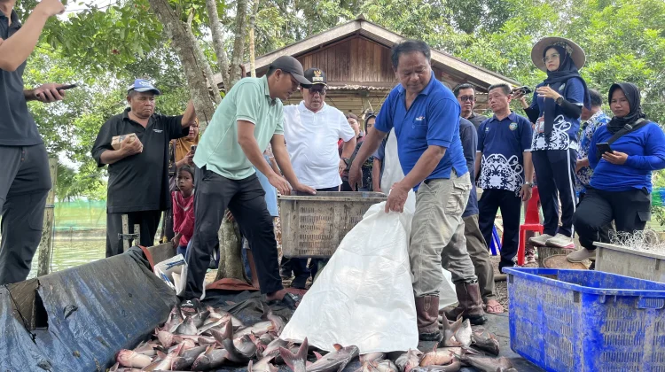 Pemkab Malinau Serahkan Bantuan Benih dan Gelar Panen Perdana Musim Tebar III