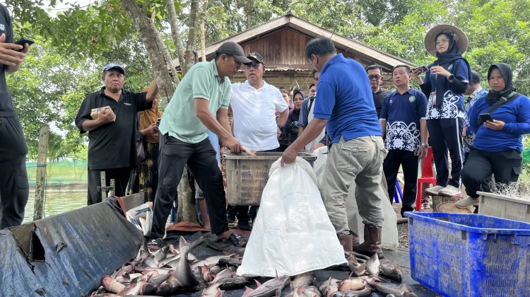 Pemkab Malinau Serahkan Bantuan Benih dan Gelar Panen Perdana Musim Tebar III