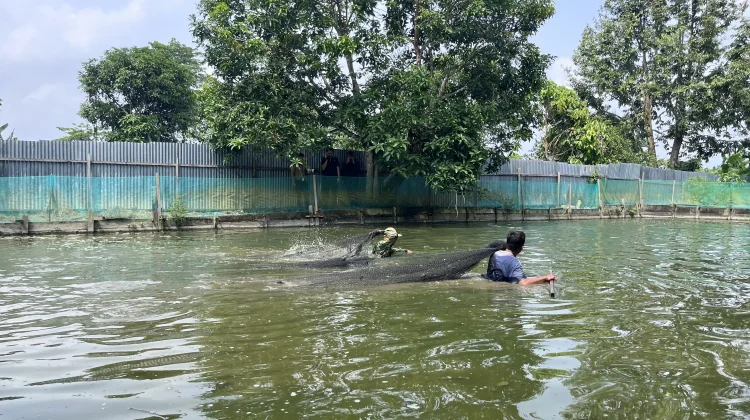 Pemkab Malinau Serahkan Bantuan Benih dan Gelar Panen Perdana Musim Tebar III