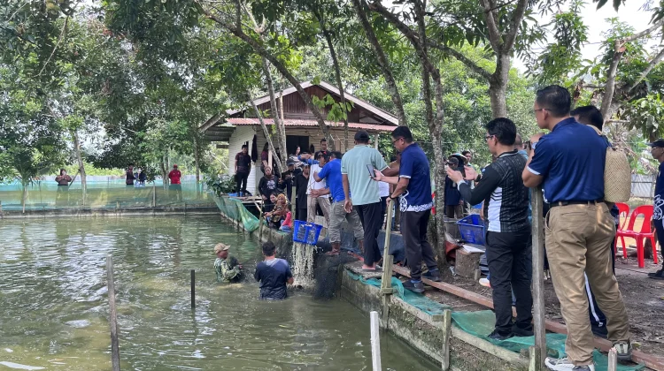 Pemkab Malinau Serahkan Bantuan Benih dan Gelar Panen Perdana Musim Tebar III