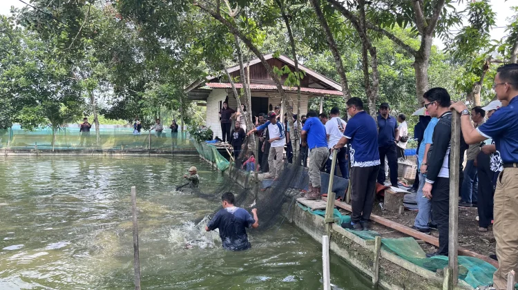 Pemkab Malinau Serahkan Bantuan Benih dan Gelar Panen Perdana Musim Tebar III