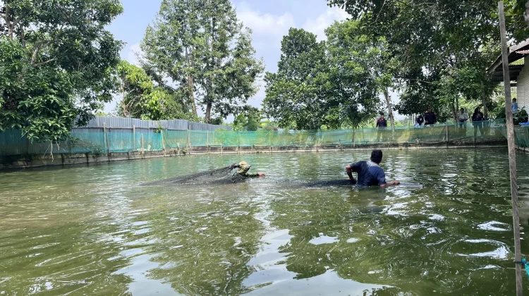 Pemkab Malinau Serahkan Bantuan Benih dan Gelar Panen Perdana Musim Tebar III