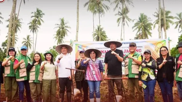 Moment Penanaman Jagung di Manado