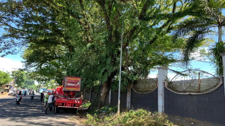 DLH Manado Pangkas Pohon Rawan Tumbang di Malalayang