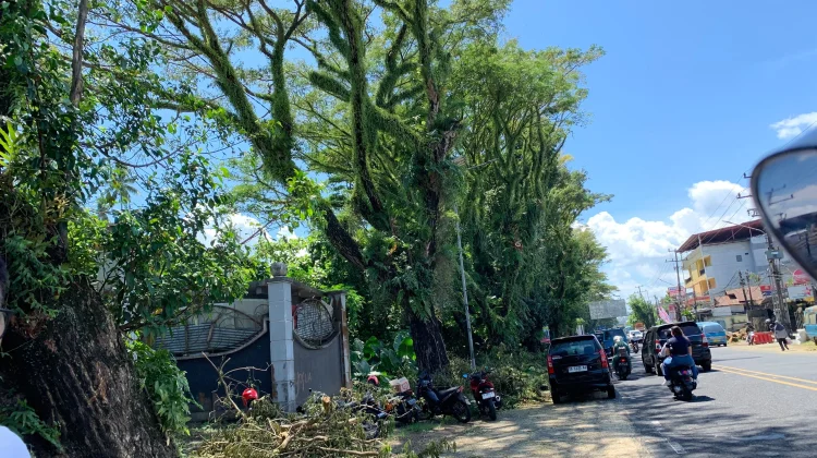 DLH Manado Pangkas Pohon Rawan Tumbang di Malalayang