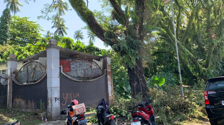 DLH Manado Pangkas Pohon Rawan Tumbang di Malalayang