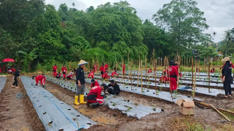 UKK SMKN Kalasey Langsung di Lahan Pertanian