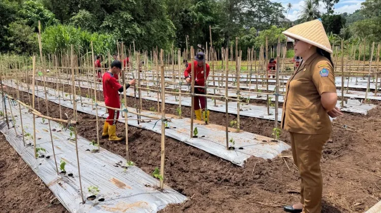 UKK SMKN Kalasey Langsung di Lahan Pertanian