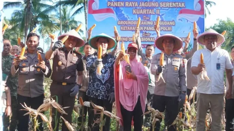 Moment Panen Jagung di Kota Bitung