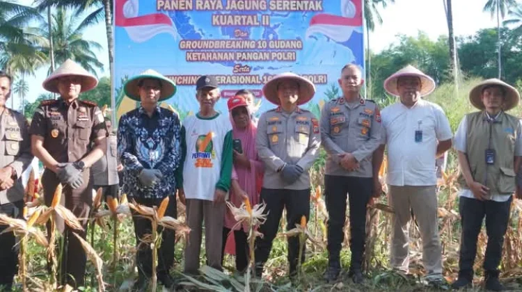 Moment Panen Jagung di Kota Bitung