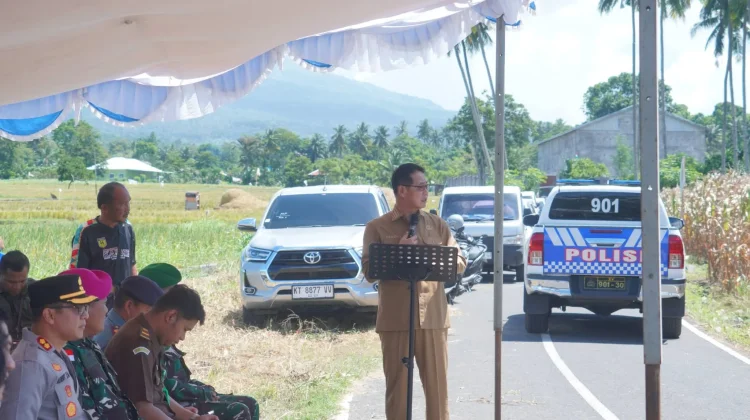 Moment Panen Jagung di Tanjung Merah Bitung