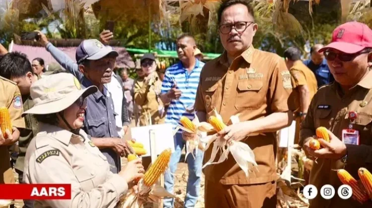 Moment Panen Jagung di Manado