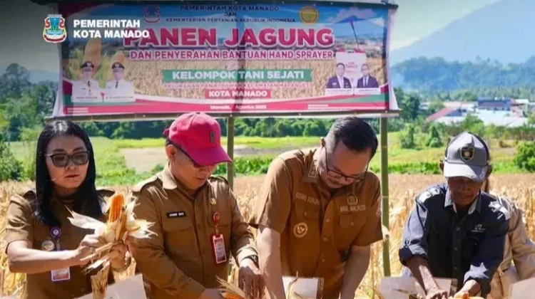 Moment Panen Jagung di Manado