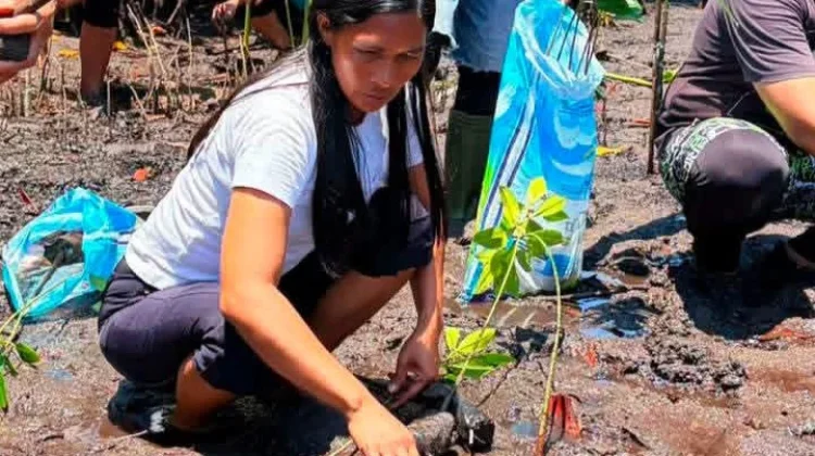 Ekowisata Berkelanjutan, Penanaman Mangrove di Desa Wisata Darunu