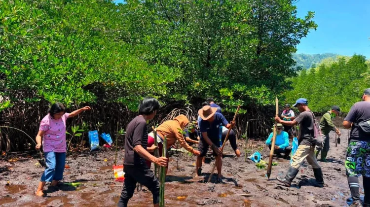 Ekowisata Berkelanjutan, Penanaman Mangrove di Desa Wisata Darunu