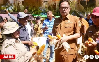 Moment Panen Jagung di Manado