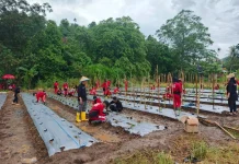 UKK SMKN Kalasey Langsung di Lahan Pertanian