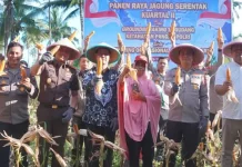 Moment Panen Jagung di Kota Bitung