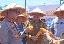 Moment Panen Jagung di Tanjung Merah Bitung