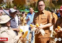 Moment Panen Jagung di Manado