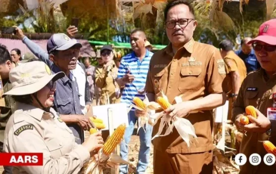 Moment Panen Jagung di Manado