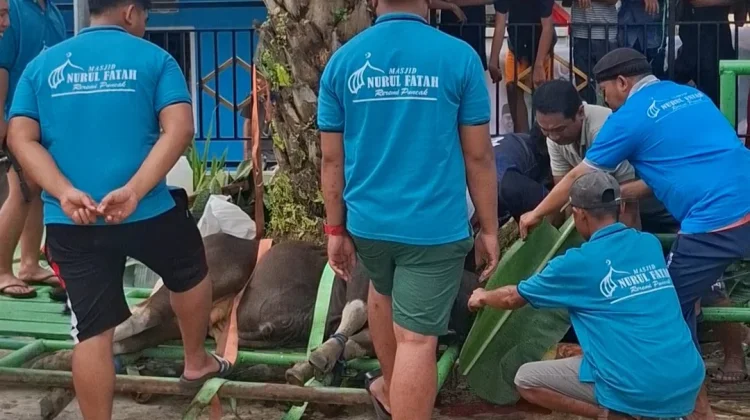 Idul Adha 1447 H, Semangat Gotong Royong Warga Warnai Prosesi Penyembelihan Hewan