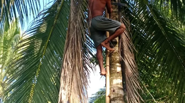 Razia Miras di Kampung Tof-Tof