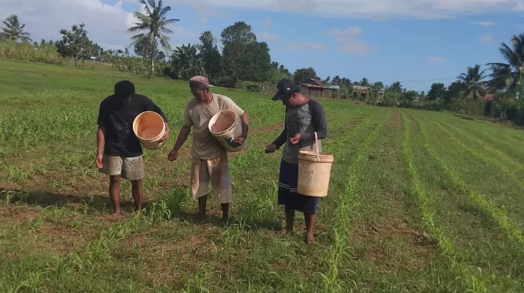 Monitoring Jagung di Yogin Berjalan Lancar