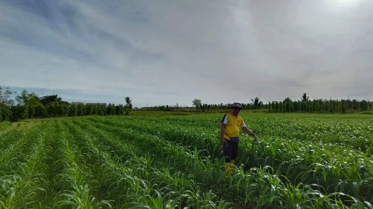 Monitoring Jagung di Yogin Berjalan Lancar