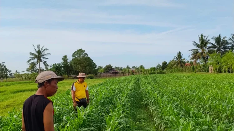 Monitoring Jagung di Yogin Berjalan Lancar