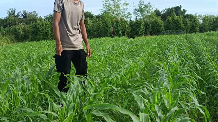Monitoring Jagung di Yogin Berjalan Lancar