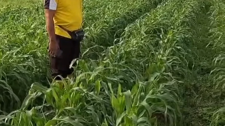 Monitoring Jagung di Yogin Berjalan Lancar